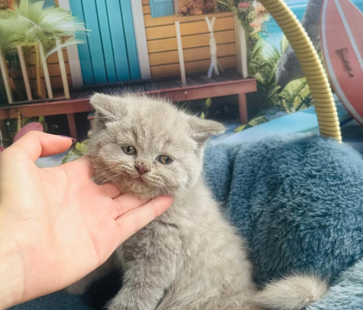 Captura de tela 2025-09-14 140452