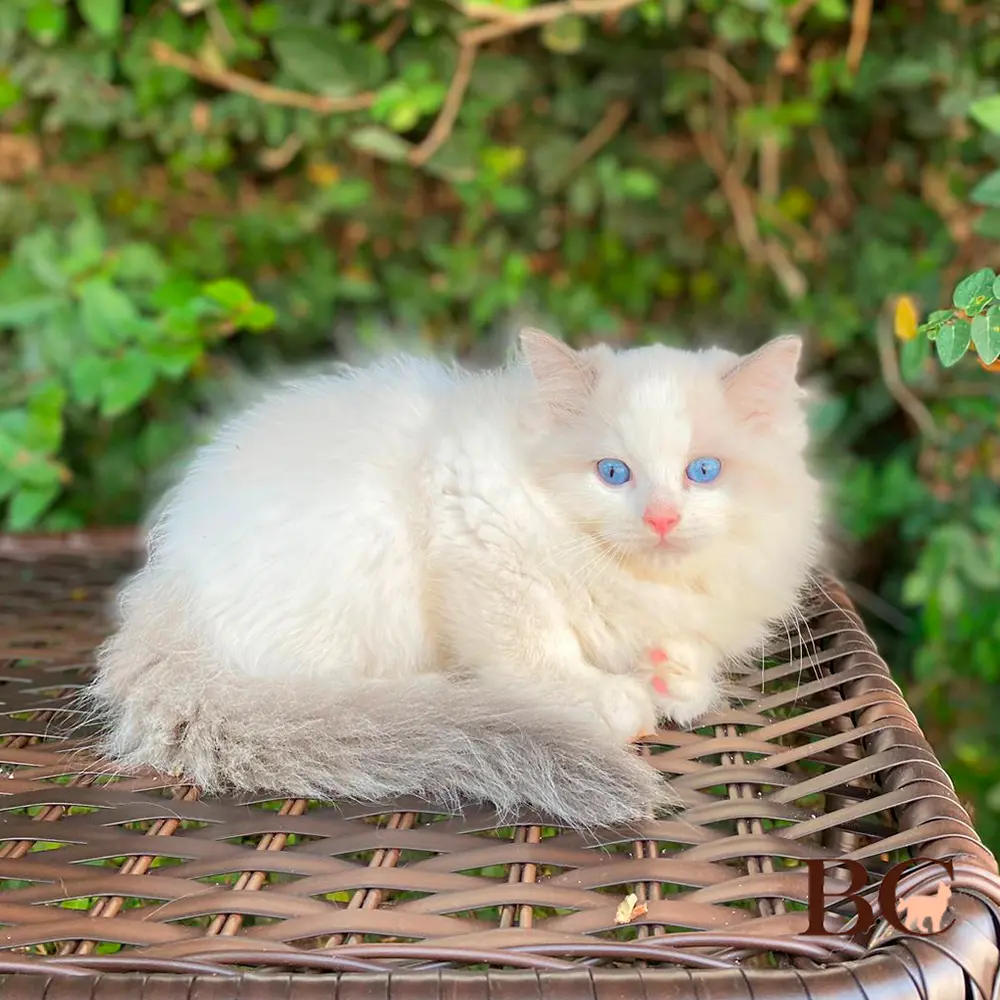 filhote-gato-ragdoll-bosniacat1